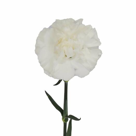 Carnation white