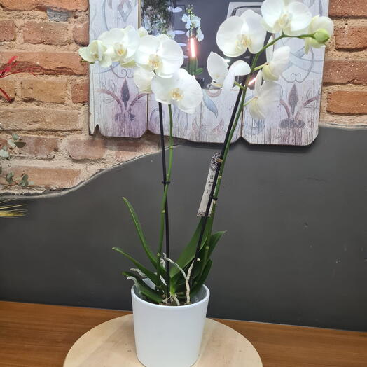 Orquidea Blanca con Macetero Blanco
