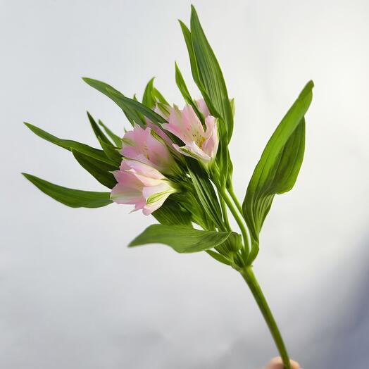 Alstroemeria pink