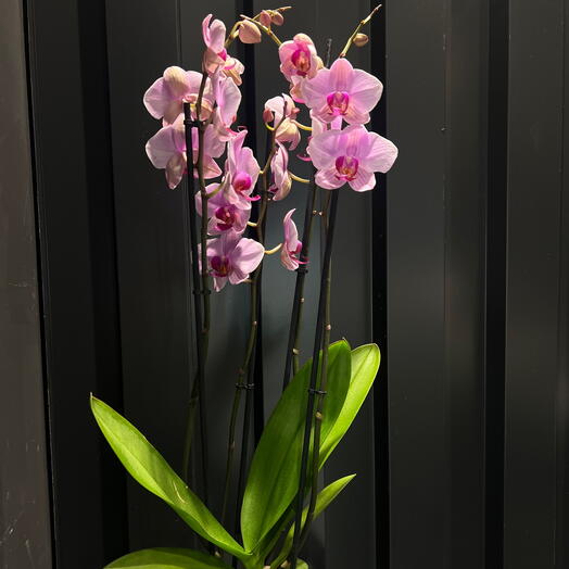Phalaenopsis