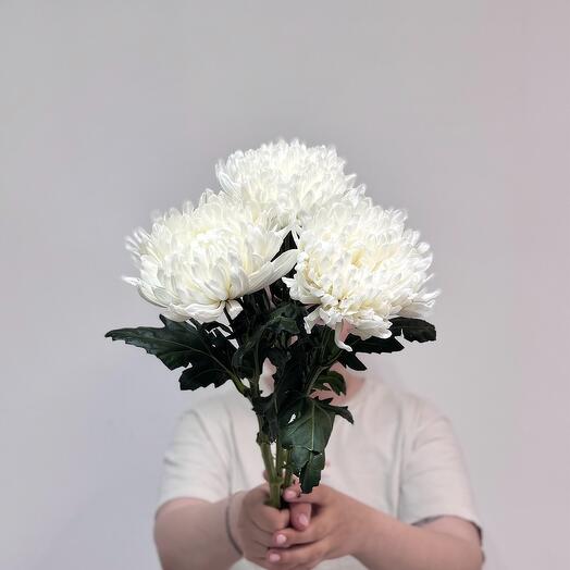 3 одноголовых хризантемы