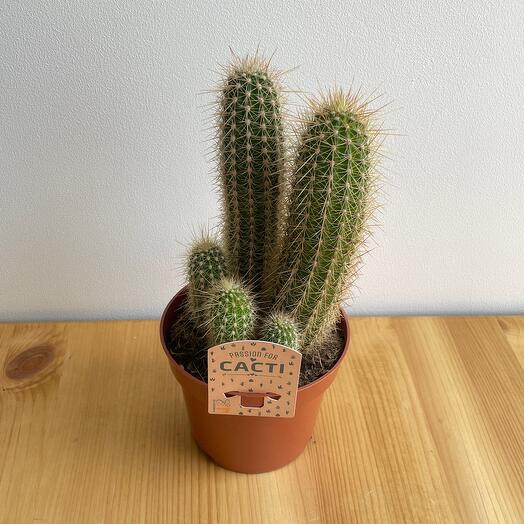 Кактус 🌵