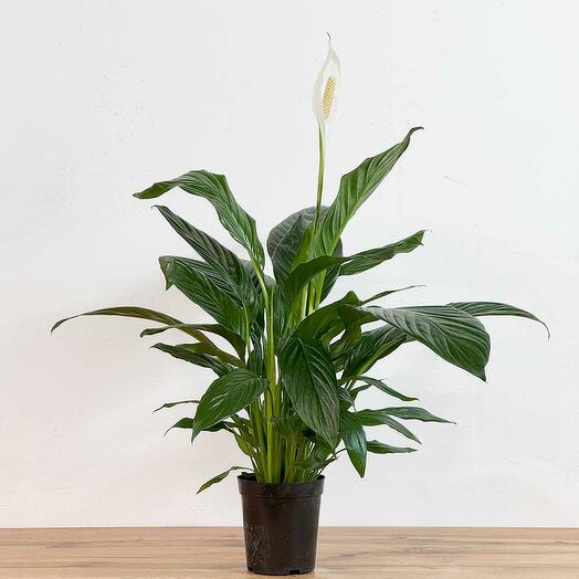 Спатифиллум Алана