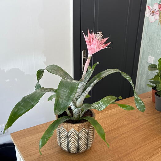 Eşmeya (Açmeya) Kupa Çiçeği - (Aechmea Fasciata) desenli çizgili seramik saksı ile
