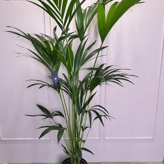 Пальма Ховея в плетеном кашпо