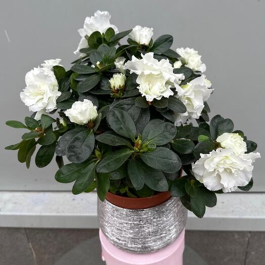 Комнатное растение азалия белая