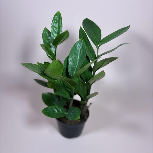 Денежное дерево замиокулькас D9