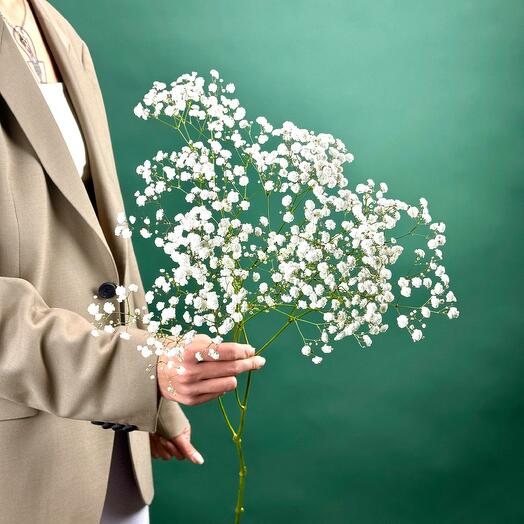 Гипсофила белая