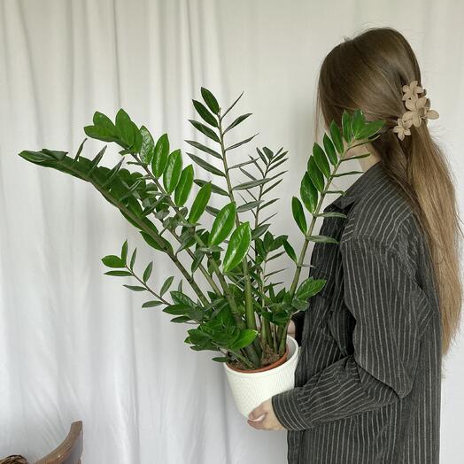 Замиокулькас 65 см