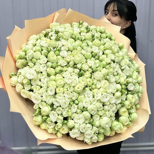 101 кустовая пионавидная белая роза в руках