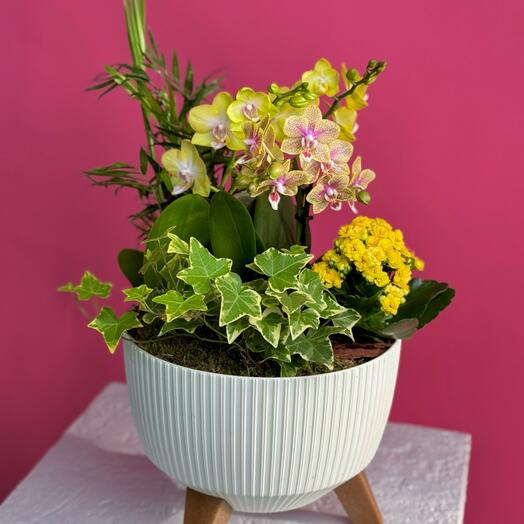 Композиция "Майя" (Орхидея фалеонопсис, Хамедорея, Каланхоэ, Фиттония)