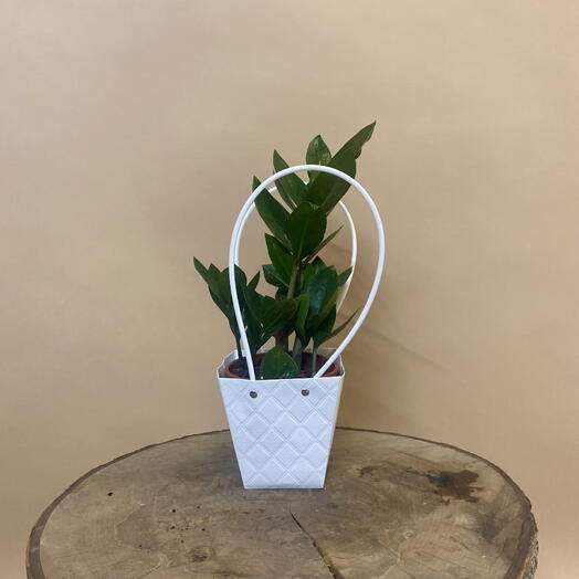 Комнатное растение Замиокулькас