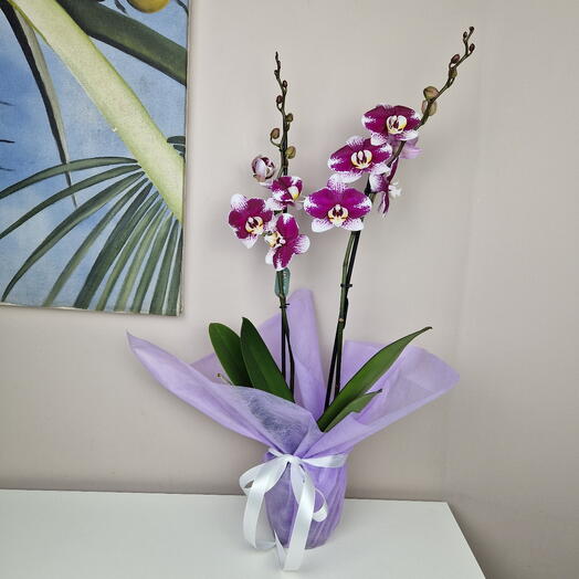 Орхидея Фаленопсис сиреневая пятнистая