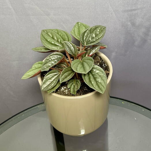 Переромия Каперата Санторини в стильном кашпо