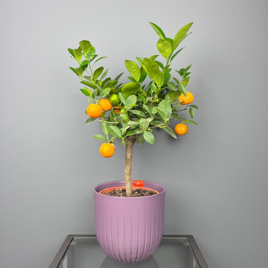 Мандарин каламондин в сливовом горшке, высота 40см
