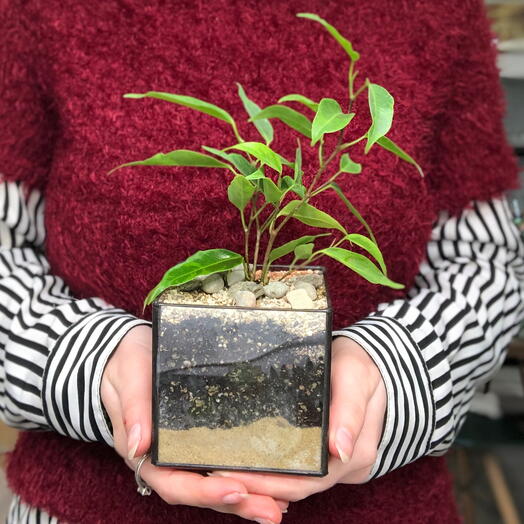 Флорариум Бенджамин Франклин мини