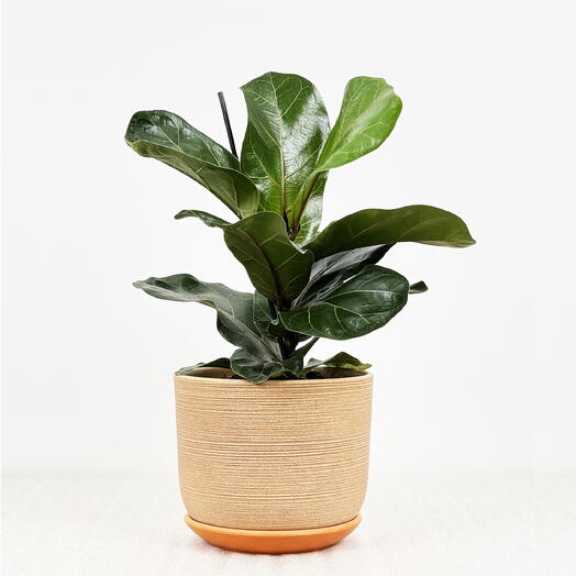 Фикус Лирата Бамбино в кремовом керамическом горшке с поддоном, высота 30-35см