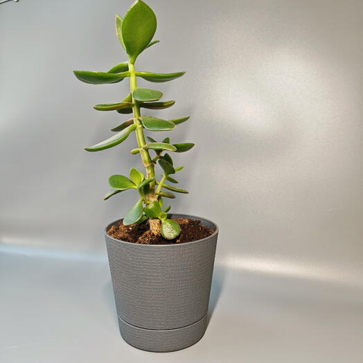 Денежное дерево - Крассула 1-6