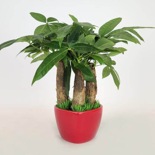 Пахира Акватика "Горячее Сердце" (Дерево счастья)