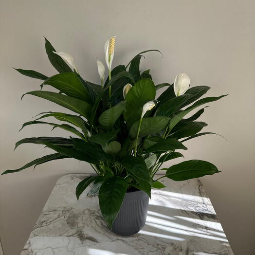 Спатиыилум