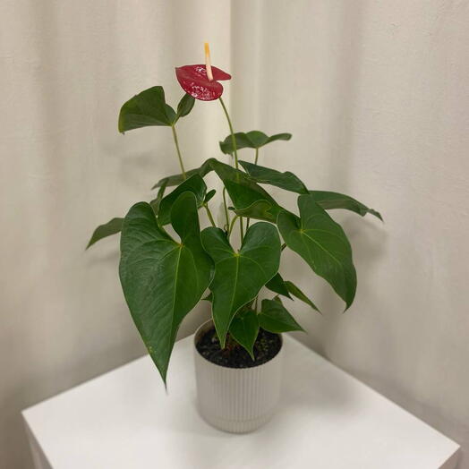 Комнатное растение «антуриум»