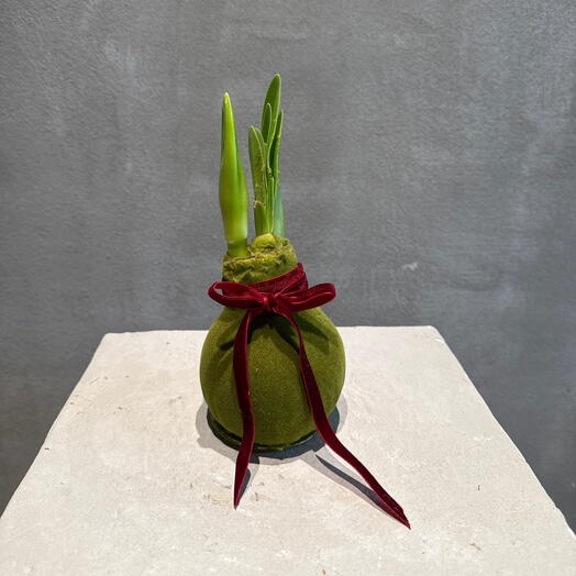 Луковица амариллиса в воске