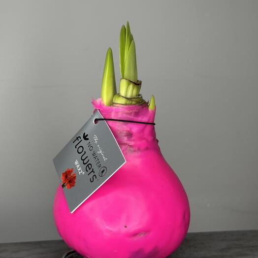 Амариллис в воске — зацветёт без посадки