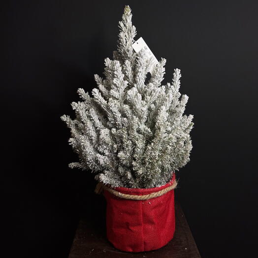 Пицея Mary Christmas