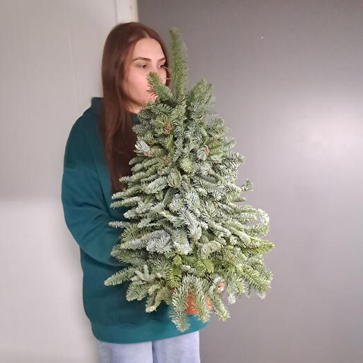 Декоративная елочка из норвежской пихты сборная 70см