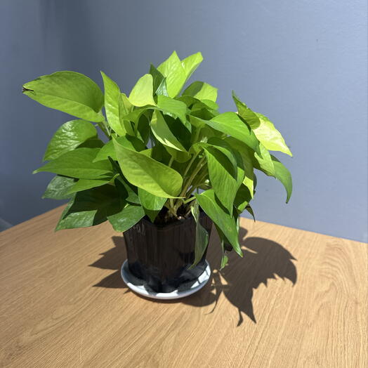 Эпипренум лайм 1