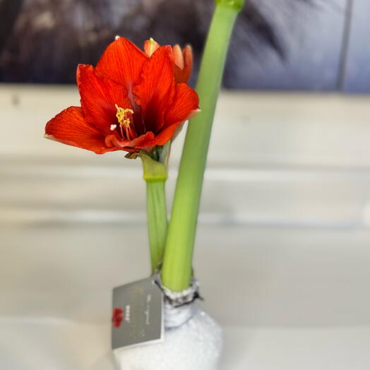 Луковица амарилиса