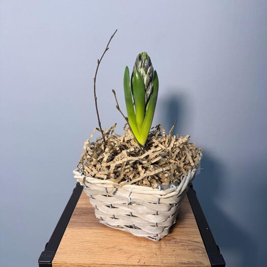 Синий гиацинт в корзинке