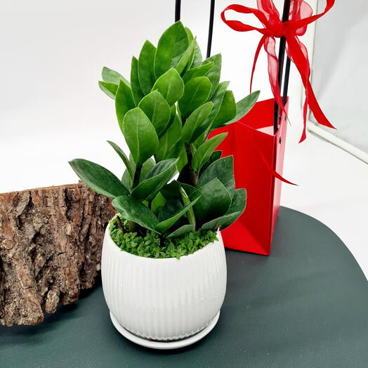 Замиокулькас в  стильном керамическом кашпо с Солейролией