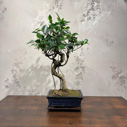 Бонсай Баньян