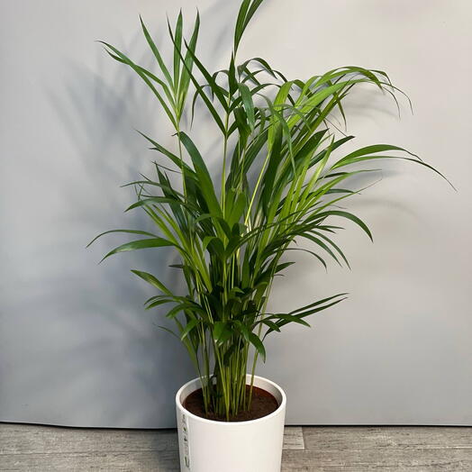 Комнатное растение APEKA (DYPSIS) LUTESCENS