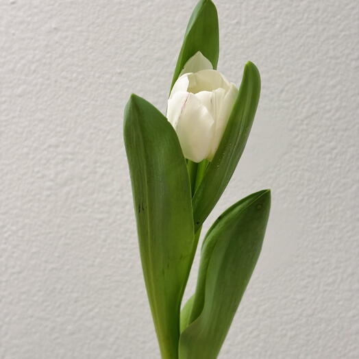 Тюльпан белый