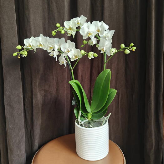 Orchid White (M) two branches with a pot