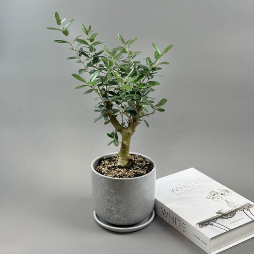 Олива Европейская в сером горшке