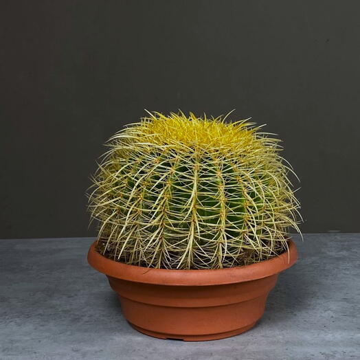 Эхинокактус Груссони
