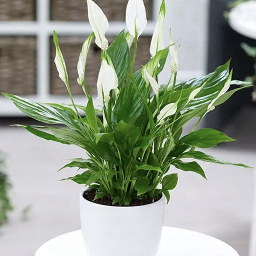 Spathiphyllum średni
