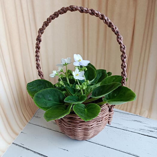 Фиалка в корзине (сенполия)*23с