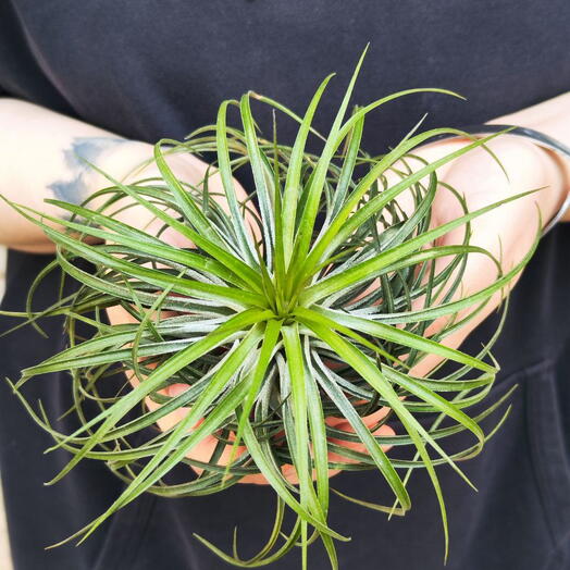 Тилландсия Стрикта XL (Tillandsia Stricta)