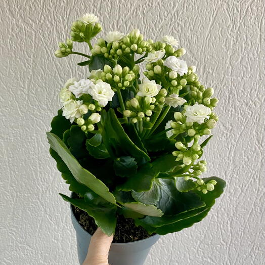 Каланхое белое