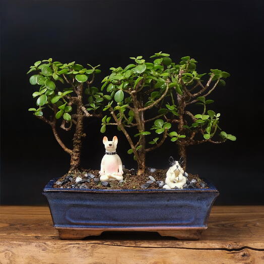 Трио бонсай денежное дерево (портулакария), 25см, 7 лет