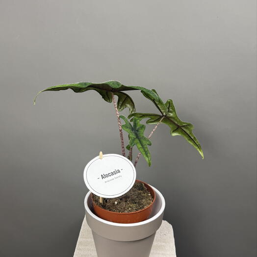 Alocasia(алоказия)