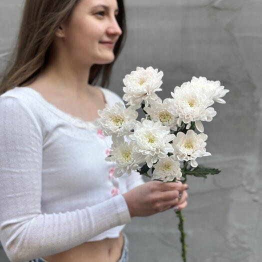 Хризантема белая
