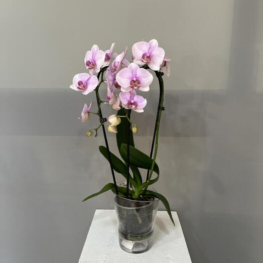 Орхидея розовая 🌸 в кашпо