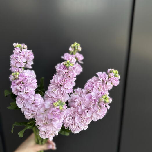 Ароматная матиолла 🌸