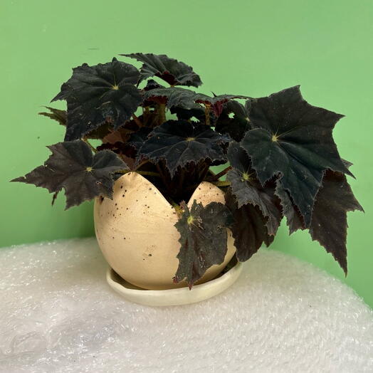 Бегония Чёрная Мамба (Begonia Rex Dark Mambo) в керамическом горшке