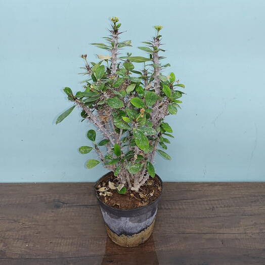 Crown of Thorns